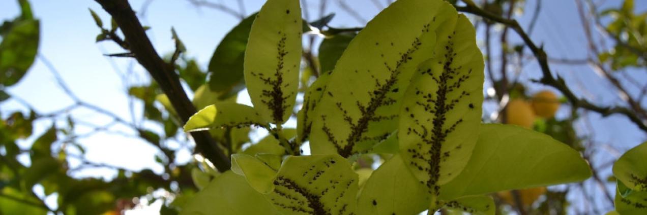 Hojas con plaga de insectos