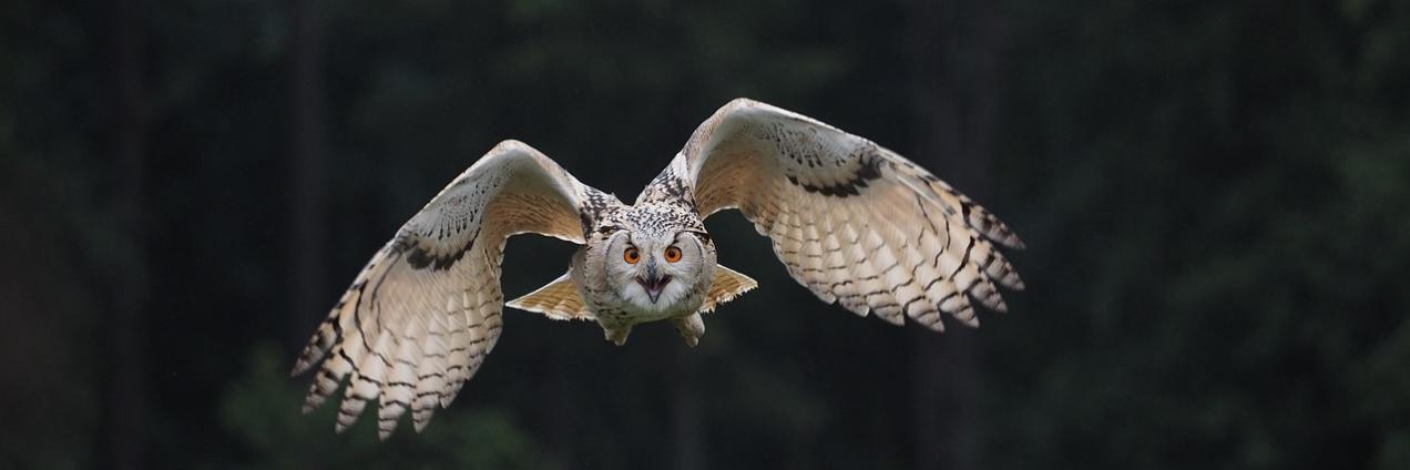 Búho volando