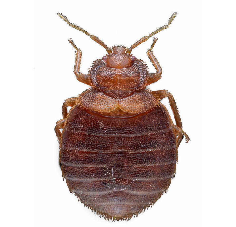 Chinche cimex lectularius
