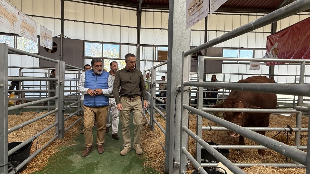 Colmenar Viejo acoge la 88ª edición de la Subasta Nacional de Ganado Selecto con 216 ejemplares de razas puras