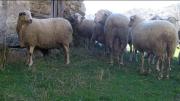 Merinas en vía pecuaria