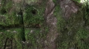 Cruz tallada en una piedra con musgo