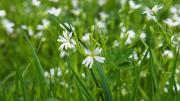 Detalle de campo con flores