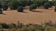 Paisaje de dehesas y pinares de pino piñonero en la Senda de Brunete al río Guadarrama
