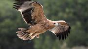 Águila Imperial Ibérica (Aquila adalberti C. L. Brehm)