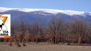 Vista panorámica de robles sin hoja con montañas nevadas al fondo