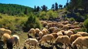 rebaño de ovejas pastando en el campo