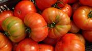 Cuatro cajas de tomates maduros recién recogidos