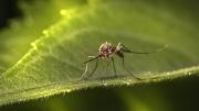Mosquito Oropouche