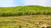 campo con ovejas