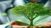 Hombre sosteniendo entre sus manos un árbol verde en miniatura 