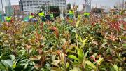 Entrega de plantas para la regeneración tras el incendio Tres Cantos