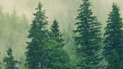 el bosque