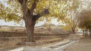 imagen de uns fuente lavadero de piedra junto a un árbol