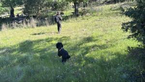 La Comunidad de Madrid inicia una campaña de  vigilancia para la detección de cebos envenenados  en el medio natural y en terrenos cinegéticos  