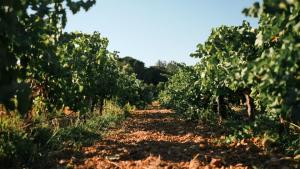 ayudas sector agrícola