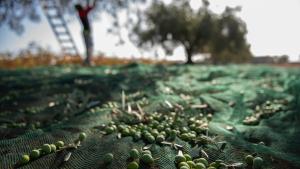 Olivos con aceitunas