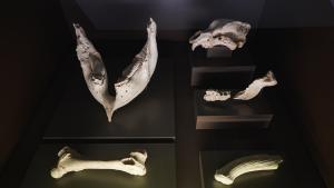 Muestra en el Museo Arqueológico y Paleontológico