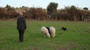 Curso de manejo de perros pastores en 2025