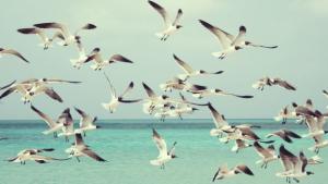 gaviotas