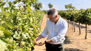 El consejero Carlos Novillo durante el comienzo de la vendimia que los alumnos de la Escuela de la Vid realizan en la finca El Socorro del IMIDRA
