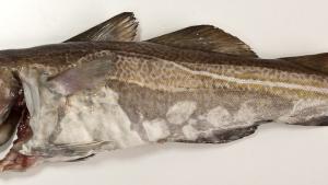 Imagen de bacalao