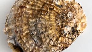 Imagen de ostra