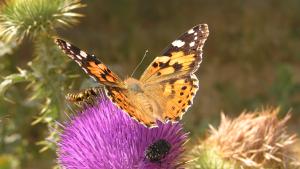Fauna_Mariposa