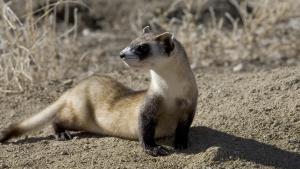 Fauna_Hurón