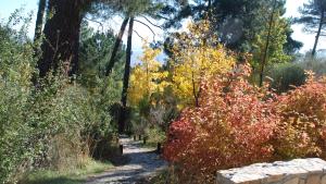 Arboreto Luis Ceballos detalle_otoño Arboreto Luis Ceballos detalle_otoño