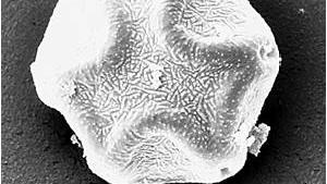 Imagen de grano de polen Alnus (aliso) al microscopio electrónico