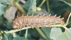 Oruga de Zerynthia rumina