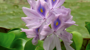 Flora_Jacinto de agua