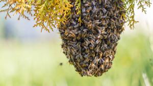Enjambre de abejas