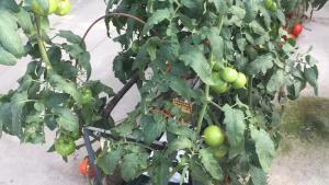 Una mata de tomates Una mata de tomates