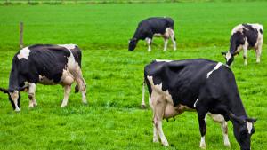 Vacas pastando
