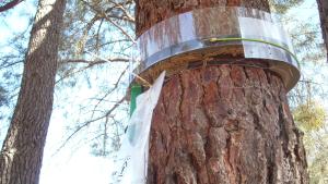 Trampa de collar para procesionaria del pino