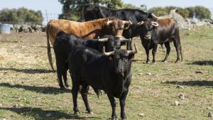 Toros en finca