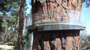 Trampa collar utilizada para procesionaria del pino