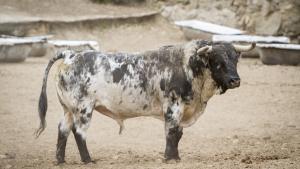 Toro en primer plano