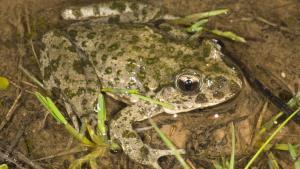 La Comunidad de Madrid detecta nueve puntos nuevos de reproducción de anfibios y reptiles en el Parque del Sureste Pelodytes animal