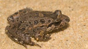 La Comunidad de Madrid detecta nueve puntos nuevos de reproducción de anfibios y reptiles en el Parque del Sureste Sapillo pintojo animal
