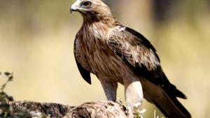 Águila calzada en una roca