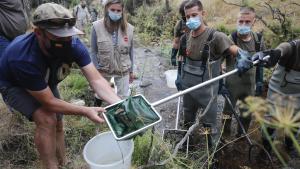 Iniciamos la campaña anual de censos y acciones de rescate de fauna piscícola en los ríos trucheros La Comunidad de Madrid inicia la campaña anual de censos y acciones de rescate de fauna piscícola en los ríos trucheros