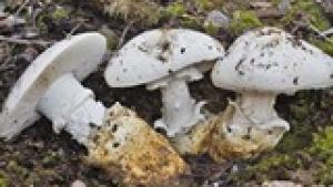 Amanita proxima