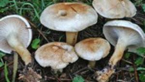 Clitocybe amoenolens