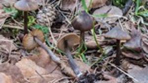 Entoloma vernum