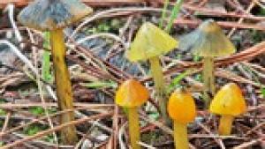 Hygrocybe conica (nigrescens)