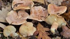 Lactarius chrysorrheus