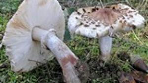 Macrolepiota venenata